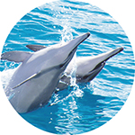 Dolphin-Star-Waianae-Pier-Location
